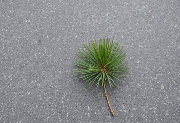 Close-up of a fir branch on a stone surface