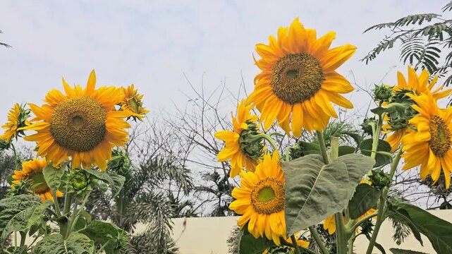 Blooming Sunflowers in Golden Sunset Light &ndash; Summer Nature Background