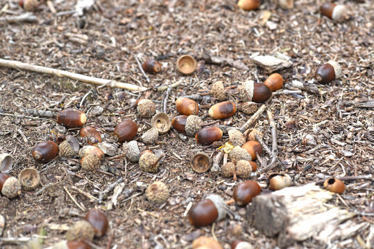どんぐりが地面に散らばっている
