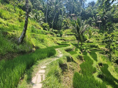 Path through the Rice Paddy Terrace