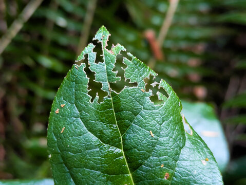 Close up of a single bright green leaf of the native Salal (Gaultheria shallon) with insect damage carving irregular holes in the leaf. 