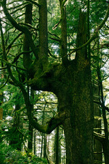 Fototapeta premium Close up of gnarled densely grown tree branches in a dark pine woodland. 