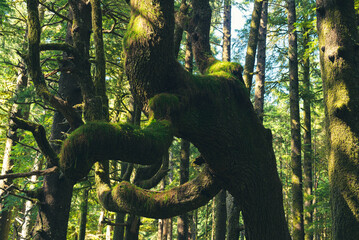 Close up of gnarled densely grown tree branches in a dark pine woodland.  © Kay