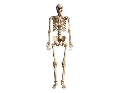 Anatomical representation of human skeleton with red highlighting of the hyoid bone, on a white backdrop