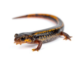 A slender, dark-bodied salamander with vibrant orange markings against a stark white background