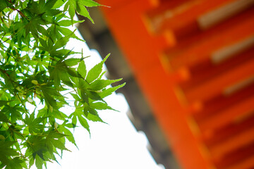 朱色の社殿に映える新緑の青もみじ：日本の伝統美と初夏の色彩