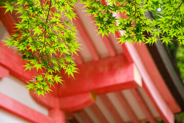 朱色の社殿に映える新緑の青もみじ：日本の伝統美と初夏の色彩