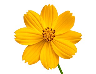 Obraz premium A vivid yellow cosmos flower blooms, its petals radiating outward from a dark brown center. Isolated against white