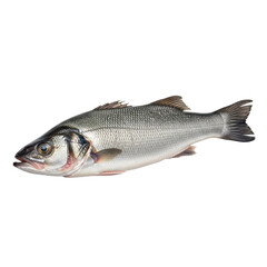 Obraz premium Fresh Sea Bass Fish Isolated Black