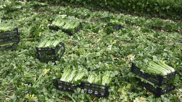  Boxes filled with freshly harvested green celery stalks, ready for transport or sale