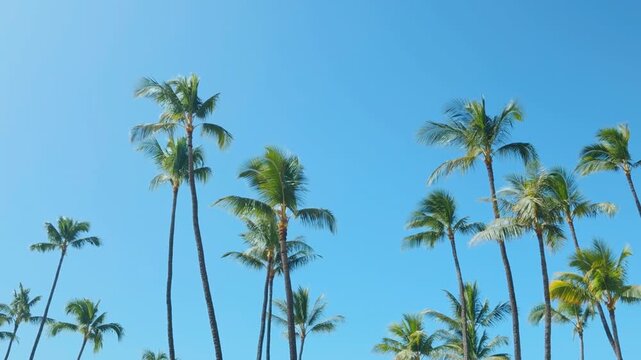 The coconut (Cocos nucifera) is a member of the palm family (Arecaceae) and the only living species of the genus Cocos. Mōkapu Beach. Wailea Beach Paths, South Maui, Hawaii.

