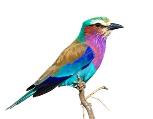 Obraz premium Bird sits perched on a twig. Bright colors create an almost unreal, captivating scene isolated against a white bg