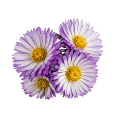 Obraz premium Purple and white aster flowers isolated on transparent background