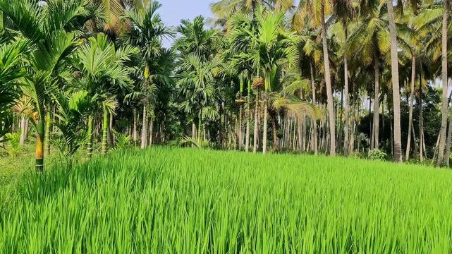 A view of a lush green paddy field stretching behind the areca plantation under a bright blue sky
