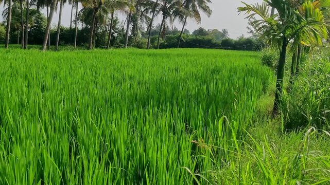 A view of a lush green paddy field stretching behind the areca plantation under a bright blue sky