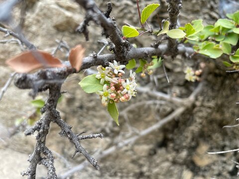 spikethorn, Maytenus senegalensis, Gymnosporia buxifolia or the arto negro plant