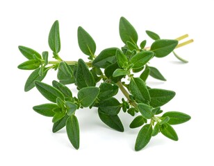 Fototapeta premium A close-up shows a vibrant green sprig of fresh thyme, with small, oval leaves arranged along a slender stem