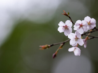春を告げる近畿豆桜