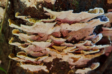 Close-up of Layered Bracket Fungi on a Tree Trunk
