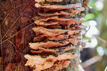 Close-up of Layered Bracket Fungi on a Tree Trunk