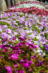 Fototapeta premium flowers in the garden