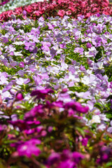 Fototapeta premium pink flowers in the garden with selective focus
