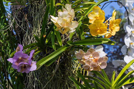 Orchids in the garden