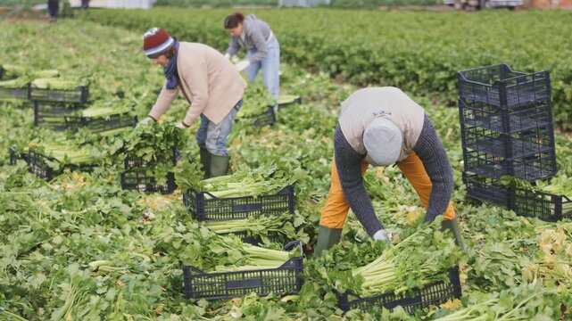 Hired African man worker with team in field harvesting celery. Seasonal work, migrant workers, harvesting. Local Spanish vegetable production, agro-industrial holding, business ecosystem.