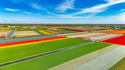 Obraz premium Aerial drone view of tulip flowers fields farm in spring season, bulbfields and tulips blossoming in springtime, typical dutch agriculture landscape, Lisse, South Holland, the Netherlands
