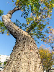 Fototapeta premium Twisted tree trunk viewed from low angle against blue sky