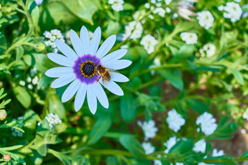 花の蜜を集める蜜蜂