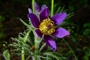 Fototapeta premium Opened lumbago, dream-grass, lat. Anemone patens, is a perennial plant that blooms from April to June. It is an incredibly beautiful but poisonous plant that contains alkaloids
