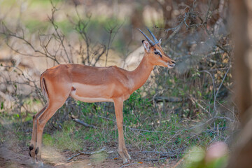 Obraz premium In South Africa, at the Mkuze Game Reserve, you can see many different mammals together. However, you are more likely to encounter impalas (Aepyceros melampus) within the park.