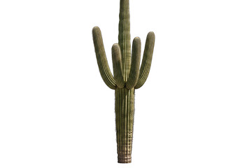 Green cactus plant with multiple arms isolated on transparent background