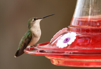 Fototapeta premium A beautiful Ruby-throated Hummingbird, Archilochus colubris, feeding from a feeder.