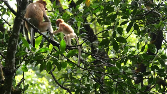 Baby Proboscis Monkey playing. The proboscis monkey (Nasalis larvatus) or long-nosed monkey is an arboreal Old World monkey with an unusually large nose, a reddish-brown skin color and a long tail.	

