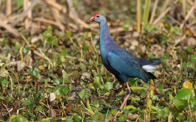 Obraz premium A Gray-headed Swamphen, Porphyrio poliocephalus, feeding in a wetland area.