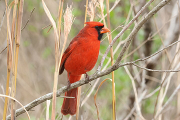 A Northern Cardinal, Cardinalis cardinalis, perching on a branch of a tree. © Sandra Standbridge