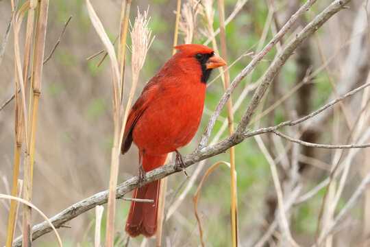 A Northern Cardinal, Cardinalis cardinalis, perching on a branch of a tree.