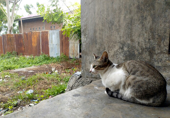 The striped cat is taking shelter, in a dim atmosphere waiting for the rain to stop