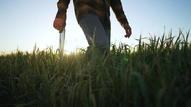 Farmer holding tablet grain field. Modern agriculture technology. Farmer examines grain growth nature. Agribusiness concept. Sustainable farming. Farmer nature checks grain. Environmental agriculture.