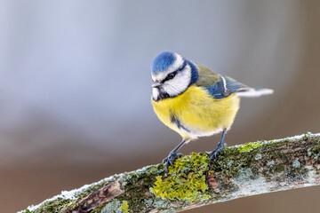 Blaumeise Cyanistes caeruleussitzend auf Ast mit verschwommenen Hintergrund © sg-naturephoto.com 