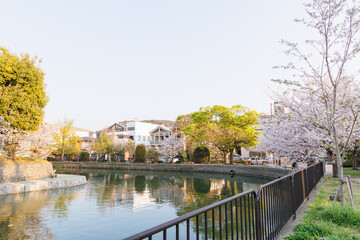 Obraz premium 京都・岡崎さくら回廊