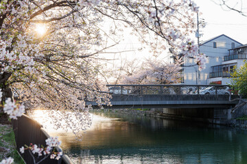 Naklejka premium 夕暮れの岡崎疎水と桜並木（京都市）