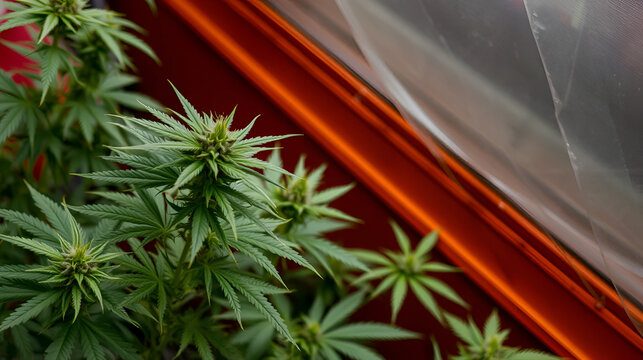 chanvre, cannabis, marijuana,