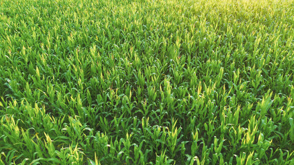 Fototapeta premium Corn Plants in Rows, Aerial Perspective