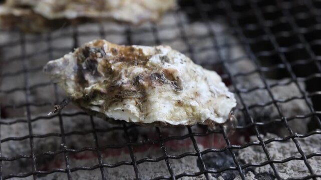 Grilled Oysters on BBQ in Itoshima, Fukuoka &ndash; Delicious Sizzling Seafood B-Roll