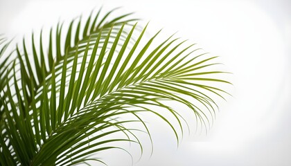 Fototapeta premium A close-up view of a lush green palm leaf against a bright white background
