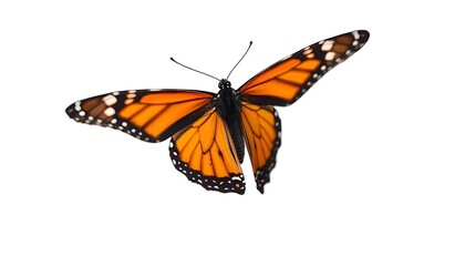 Obraz premium A vibrant orange monarch butterfly with black and white details spreads its wings against a clean white background.