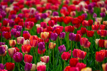 Fototapeta premium Fresh tulip field in natural spring light. Spring meadow full of tulip flowers. Multicolored tulips in outdoor spring garden. Bright tulips in floral wallpaper background.